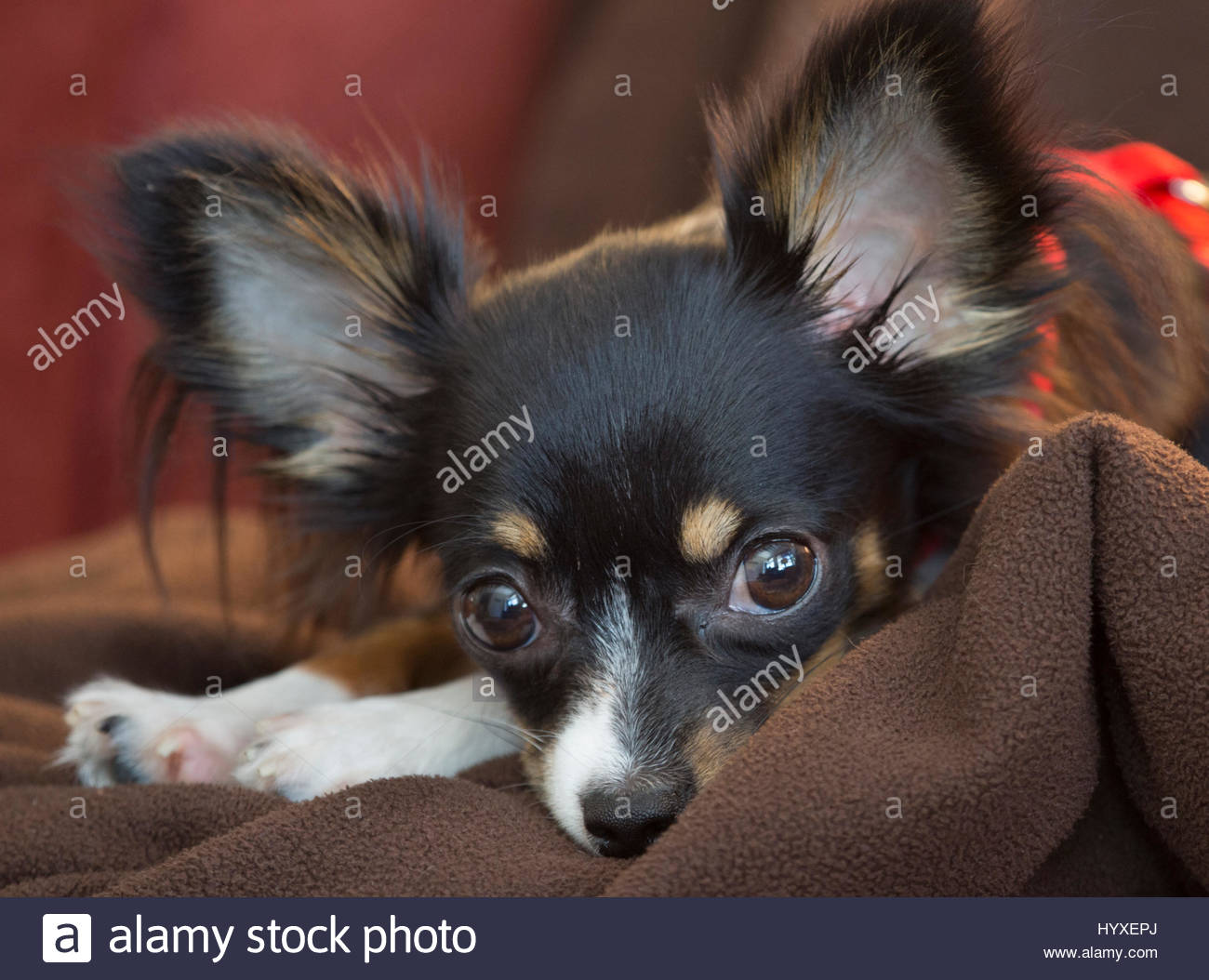 4 month old long haired chihuahua