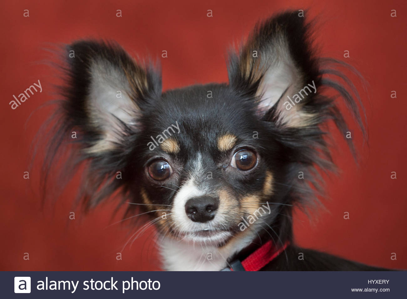 Long Haired Chihuahua Stock Photos Long Haired Chihuahua Stock