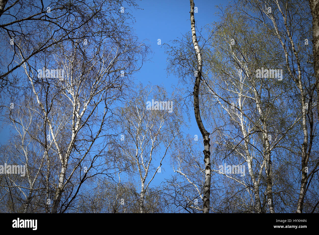 Birch trees grove on the clear blue sky background Stock Photo - Alamy