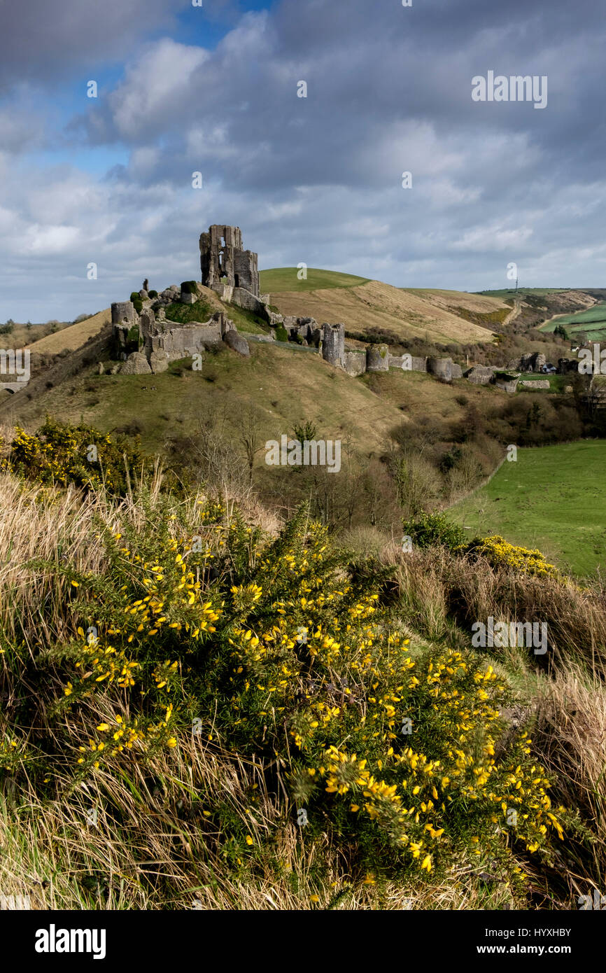 Corfe Castle on a sunny day in Spring with gorse bush in flower in foreground Stock Photo