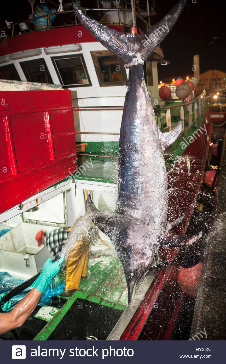 Swordfish Boat Stock Photos & Swordfish Boat Stock Images Alamy