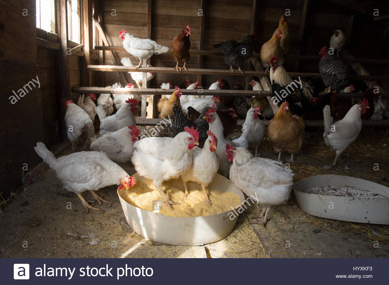 Poultry Feed Stock Photos & Poultry Feed Stock Images Alamy
