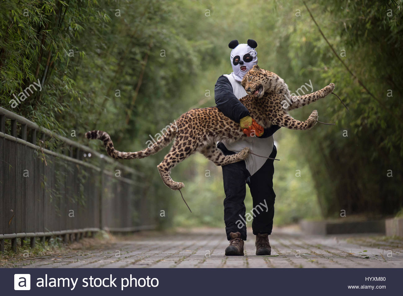 A panda keeper carries a stuffed leopard used for predator training