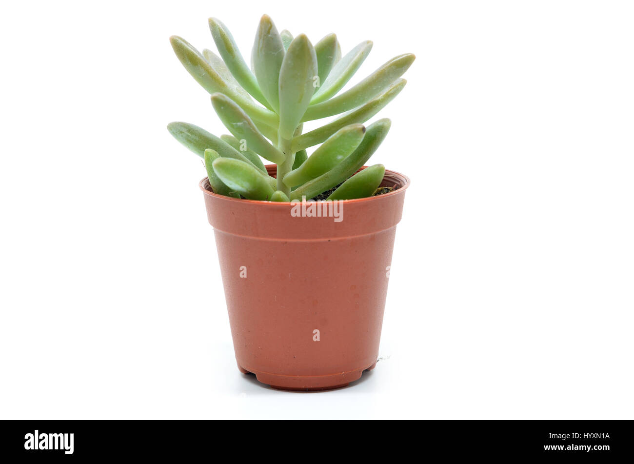 Succulent plant in pot isolated on white background Stock Photo
