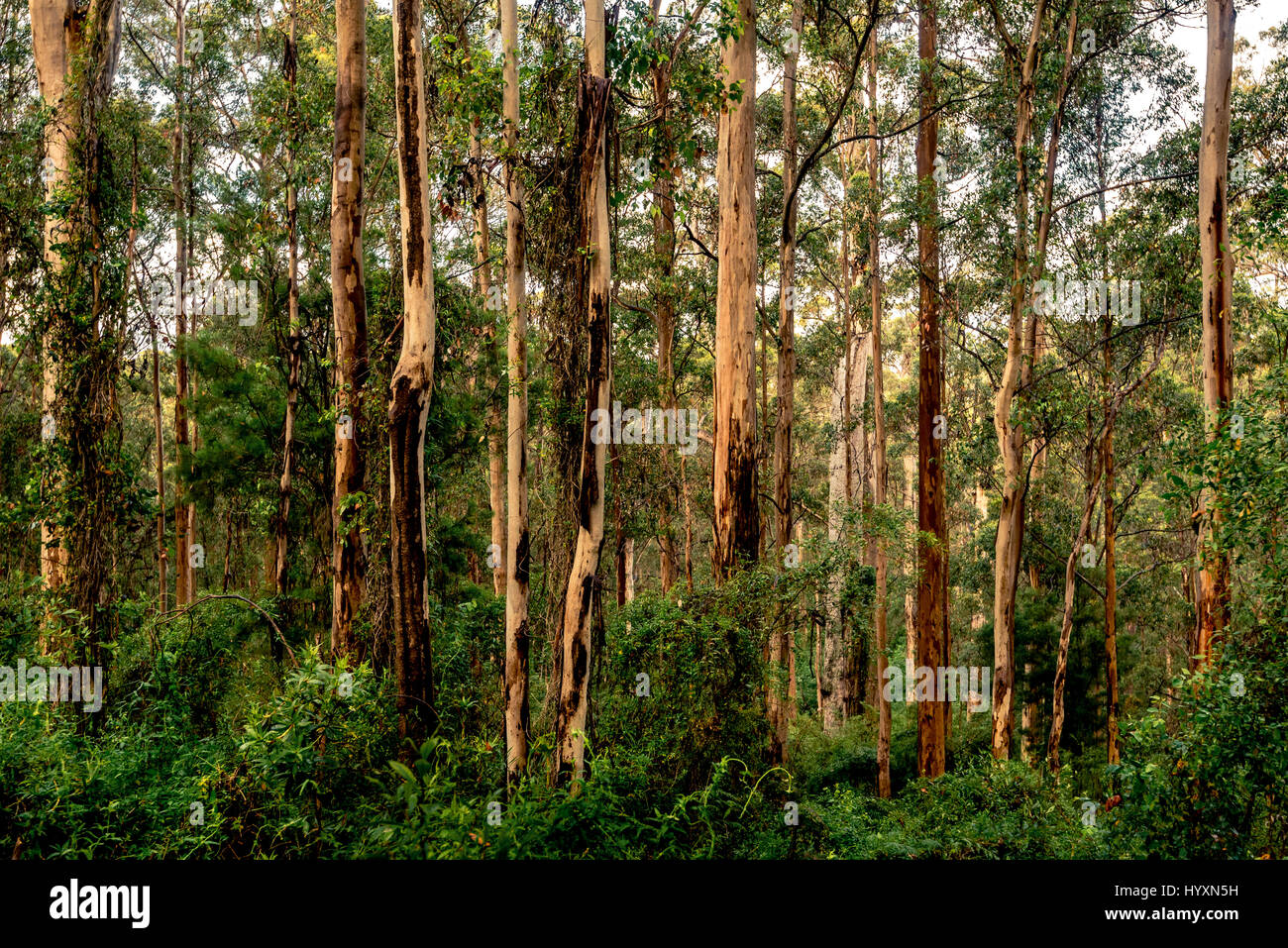 Karri Forest of southwest Western Australia is one of the tallest in the world. Karri trees can grow up to 90 m (290 ft) height. Stock Photo