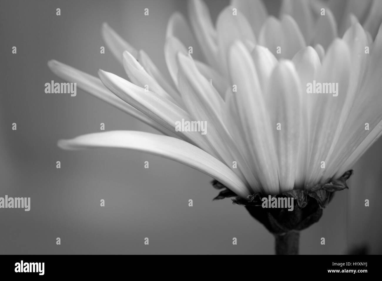 Close up of chrysanthemum flower Stock Photo - Alamy