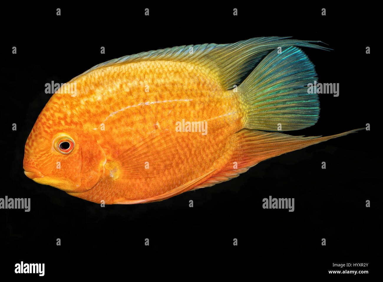 Cichlid fish (Heros sp.) isolated on a black background Stock Photo