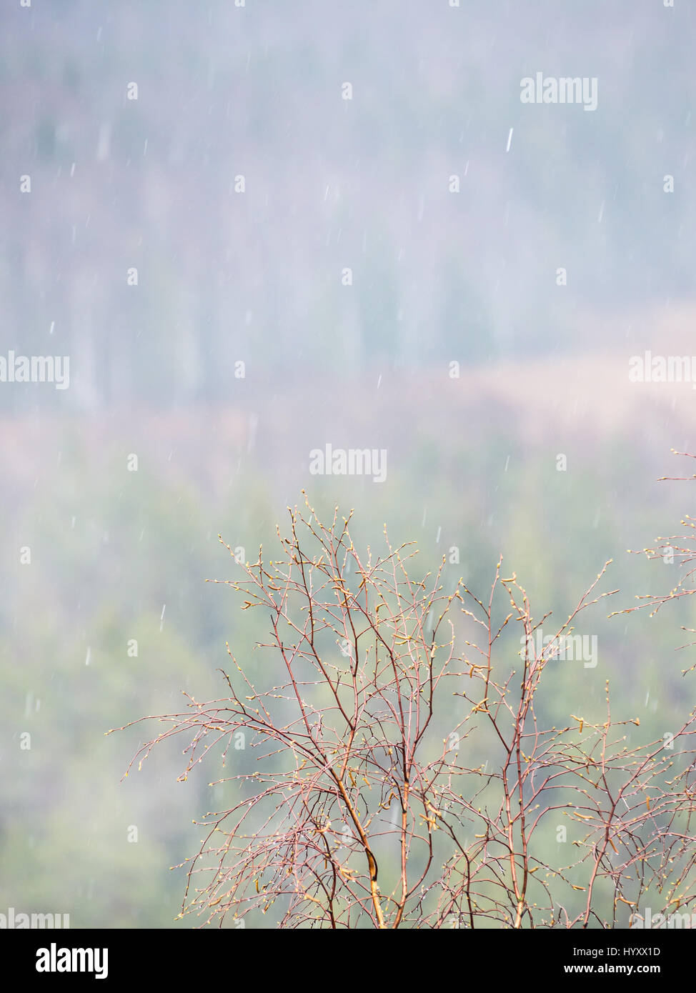 Misty Rain Nude Photos 12