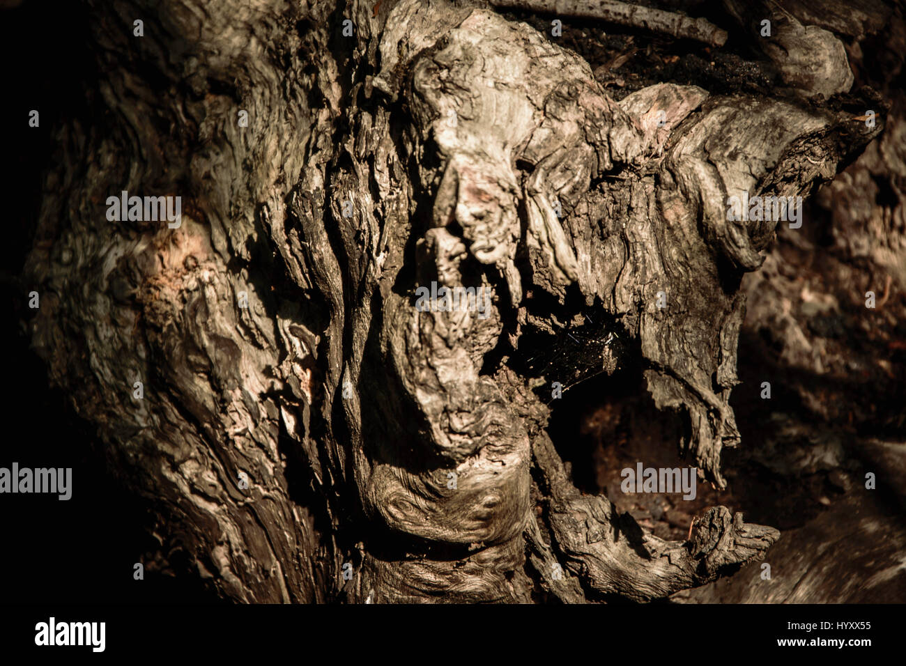 Antique and particular tree cavered by the nature Stock Photo - Alamy