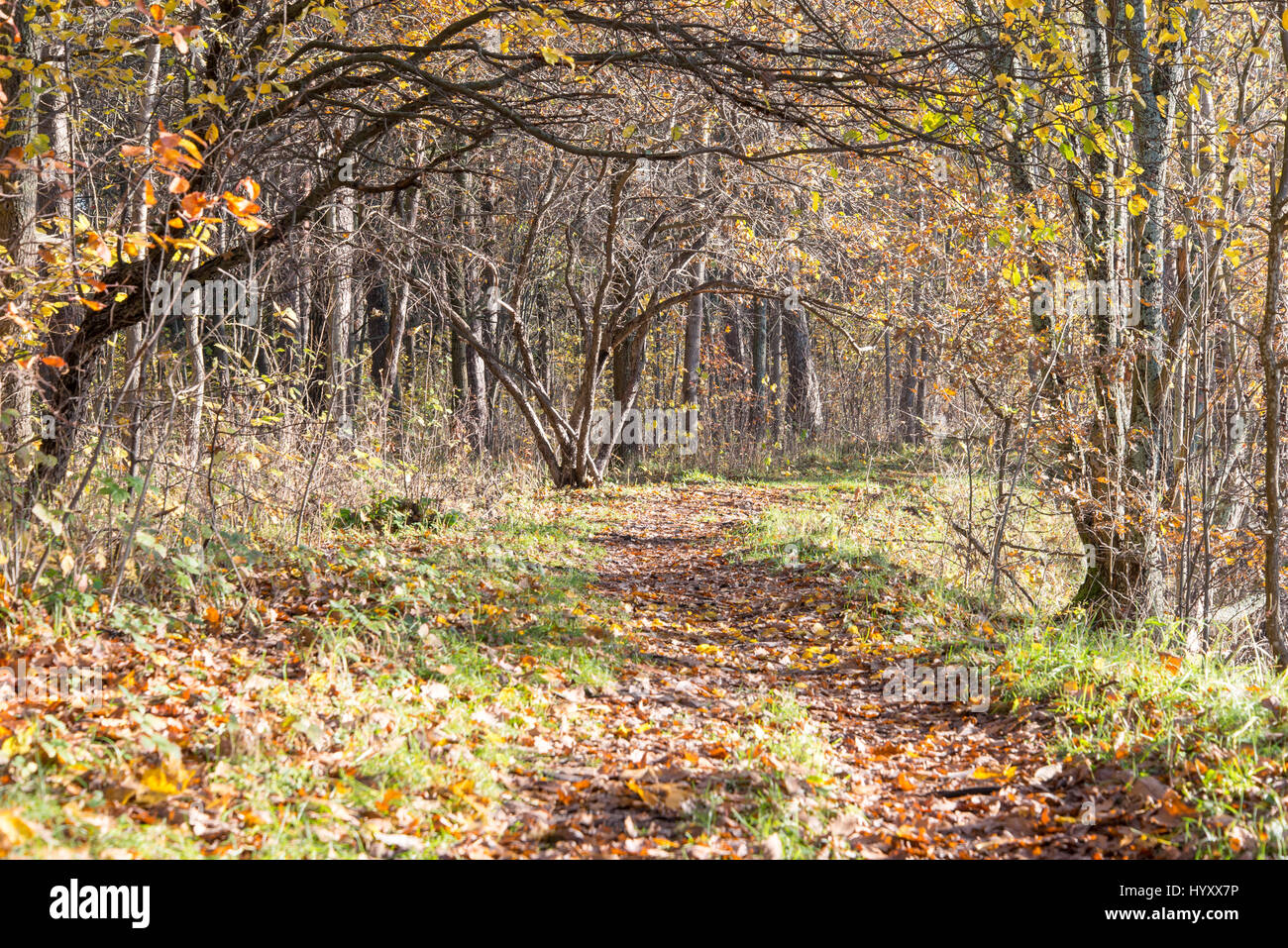 Fall Countryside Trail autumn colored tourism trail in the woods in the countryside Stock ...