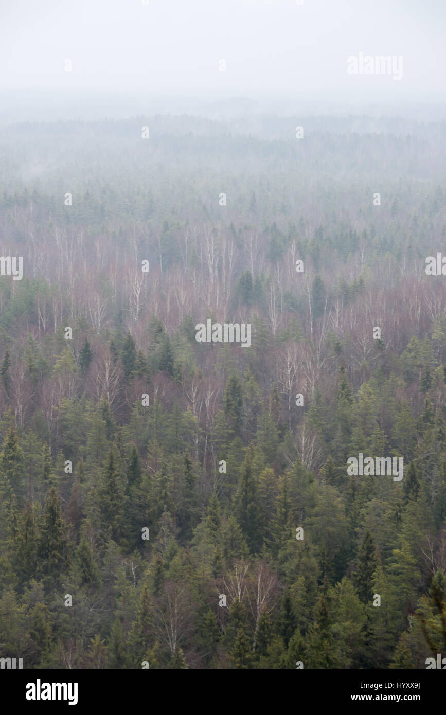 panoramic view of misty rain forest. far horizon Stock Photo - Alamy