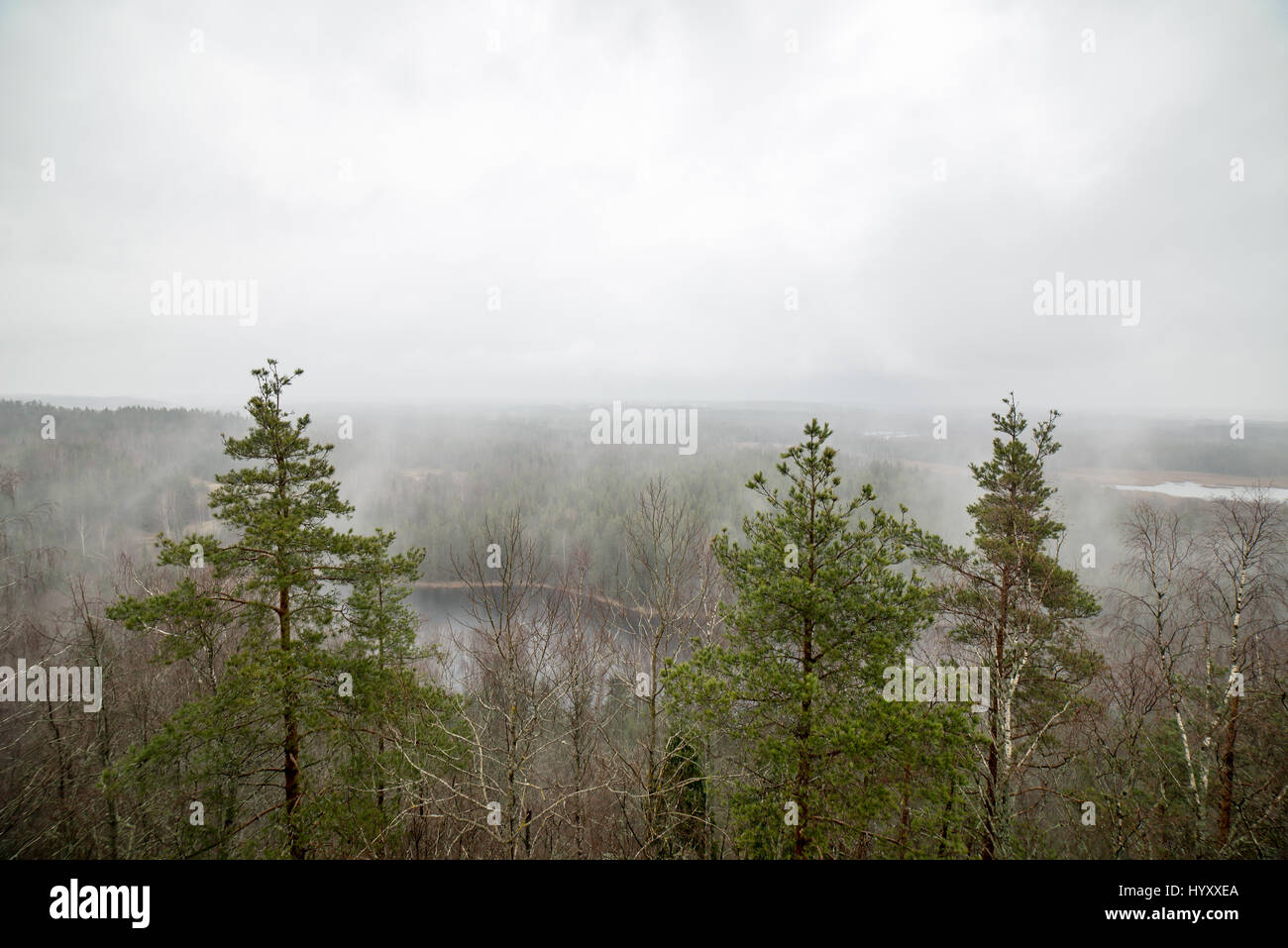 panoramic view of misty rain forest. far horizon Stock Photo - Alamy