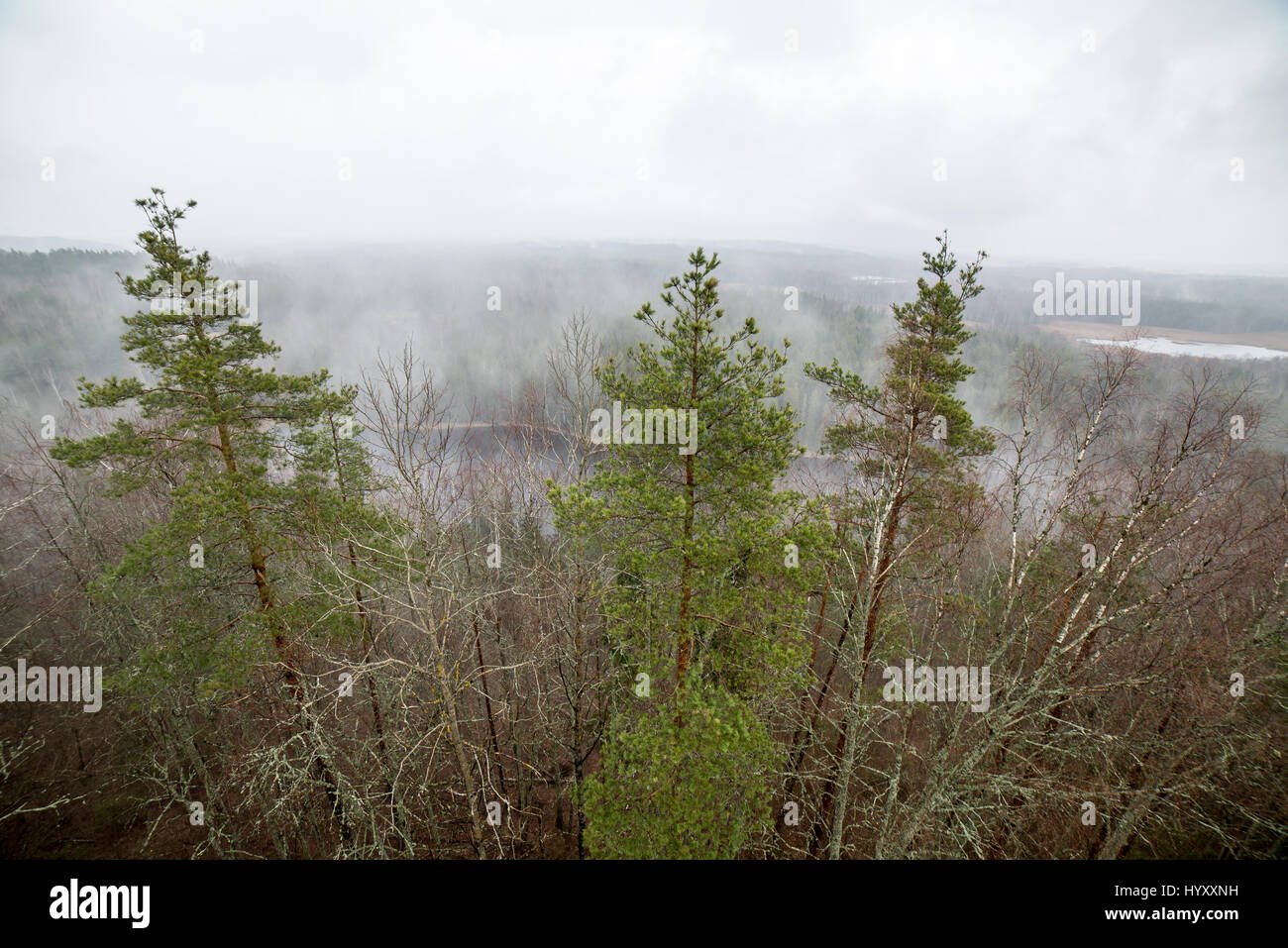 panoramic view of misty rain forest. far horizon Stock Photo - Alamy