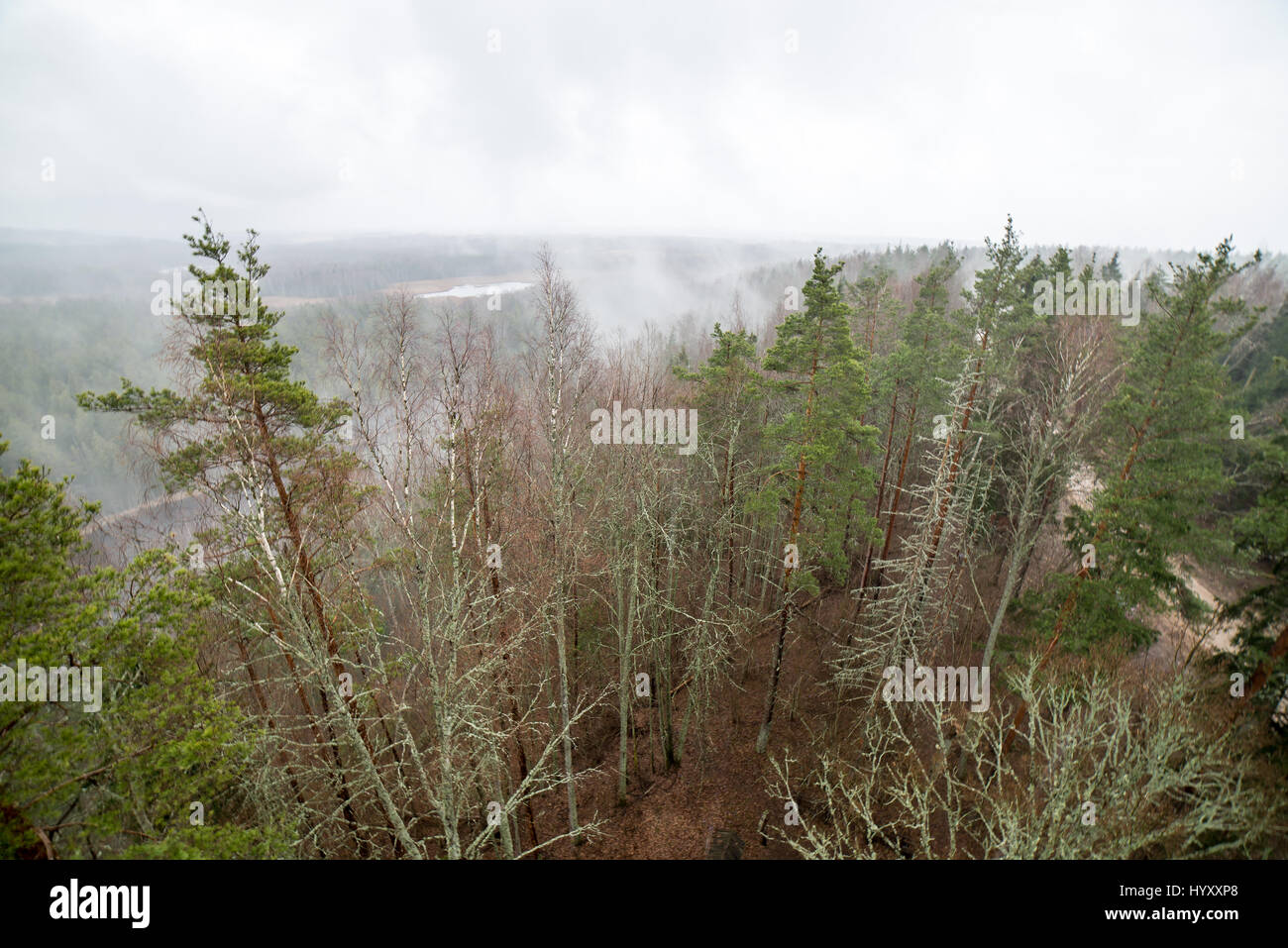 panoramic view of misty rain forest. far horizon Stock Photo - Alamy