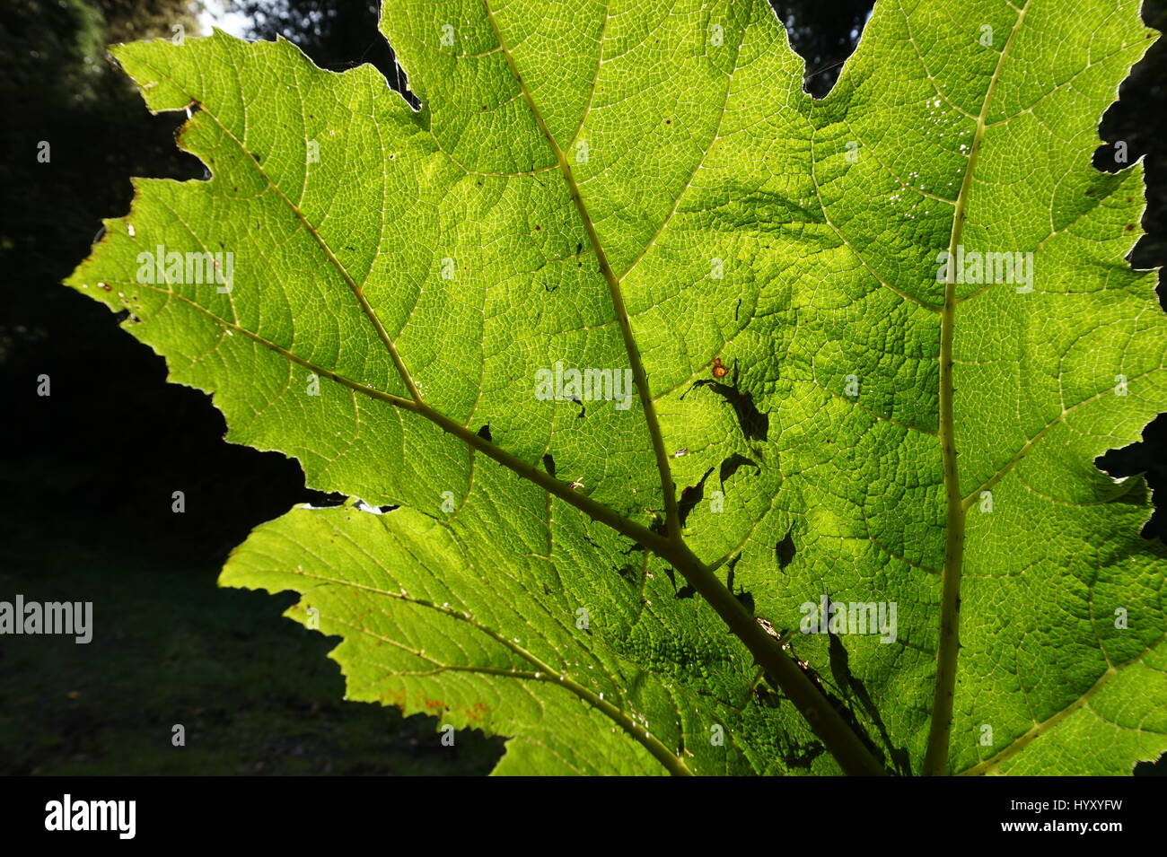 Close up of beautiful Patagonian tree leaf Stock Photo