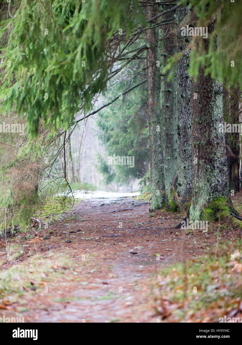 tourist trail in winter forest with snow covered trees in country Stock ...