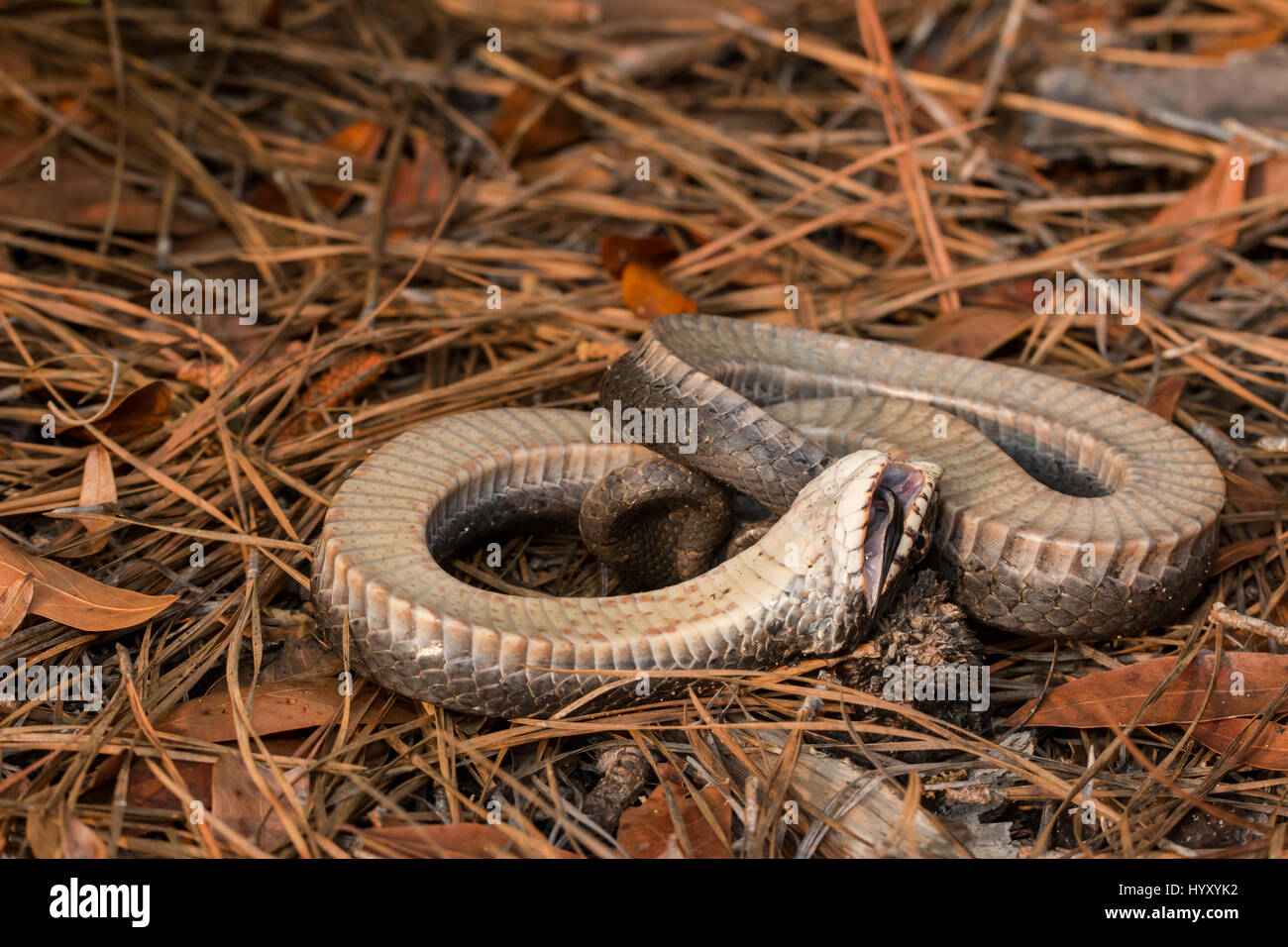 An Eastern Hognose Snake Playing Dead A Snake Playing Dead Will Stock Photo Alamy,Potty Training Crate Training A Puppy