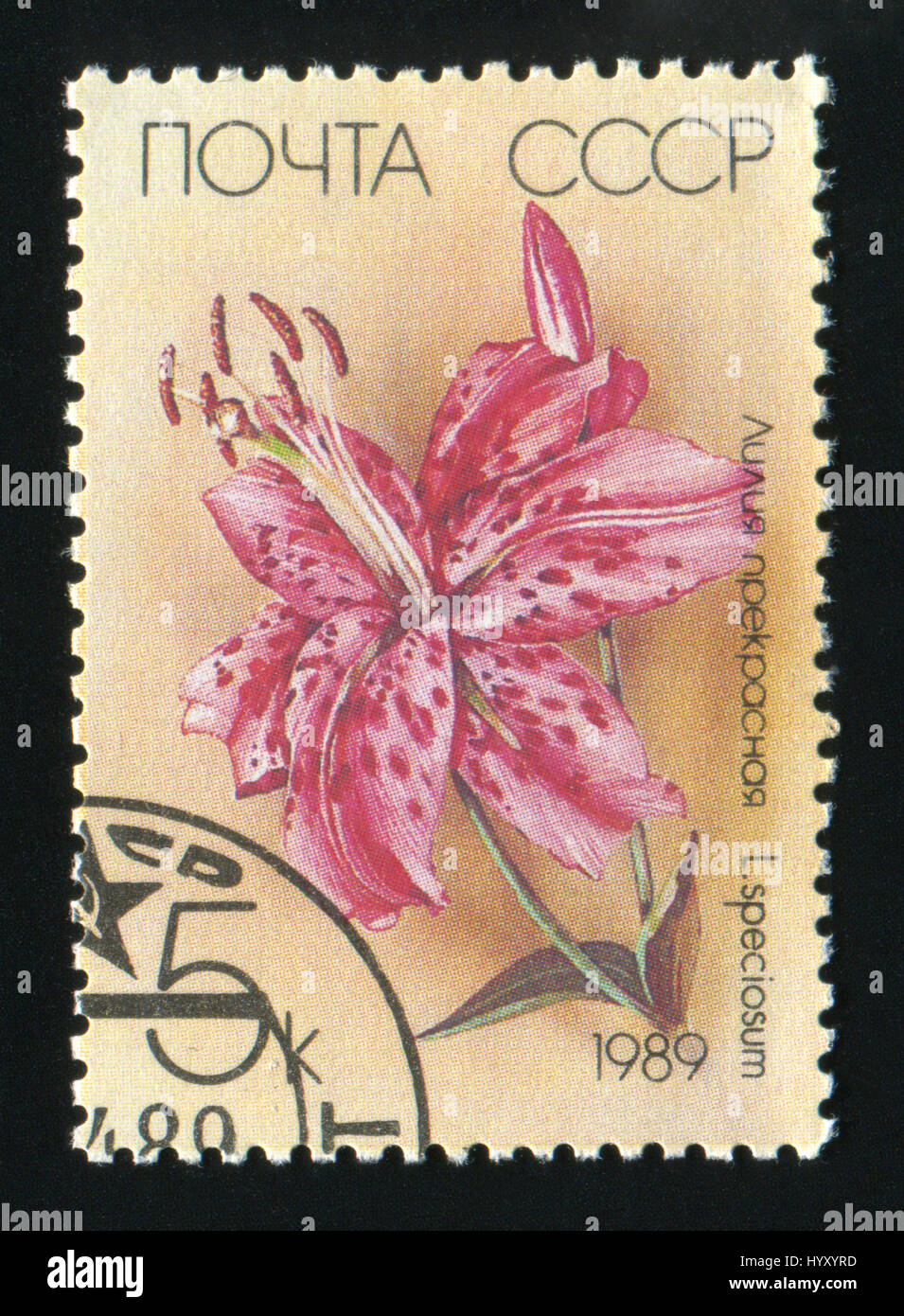 USSR - CIRCA 1989: A post stamp printed in the USSR shows a Japanese Lily, Lilium speciosum, circa 1989. Stock Photo