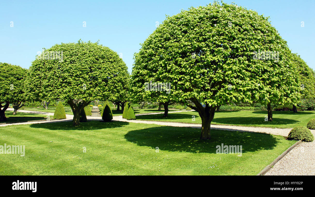 topiary medlar trees blossom in Grimsthorpe Castle Potager Stock Photo