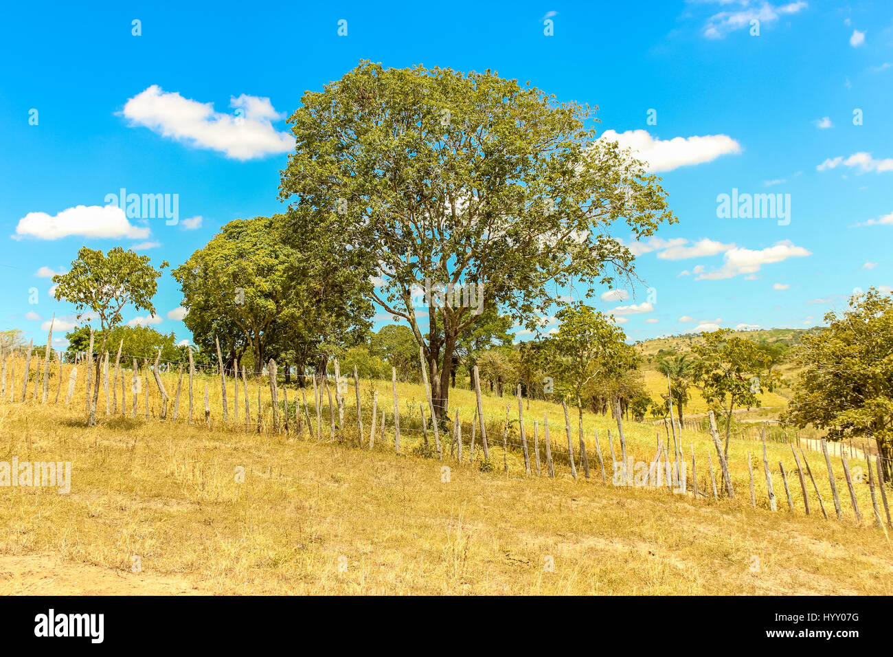 Tree with blue sky, fence and white puffy clouds on a dry land desert outback landscape of Brazil - sertao Stock Photo