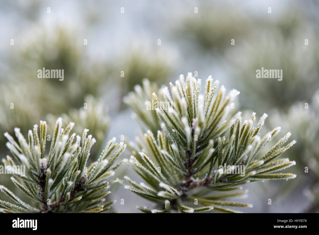 pine tree branch closeup with blur background in frosty winter morning ...