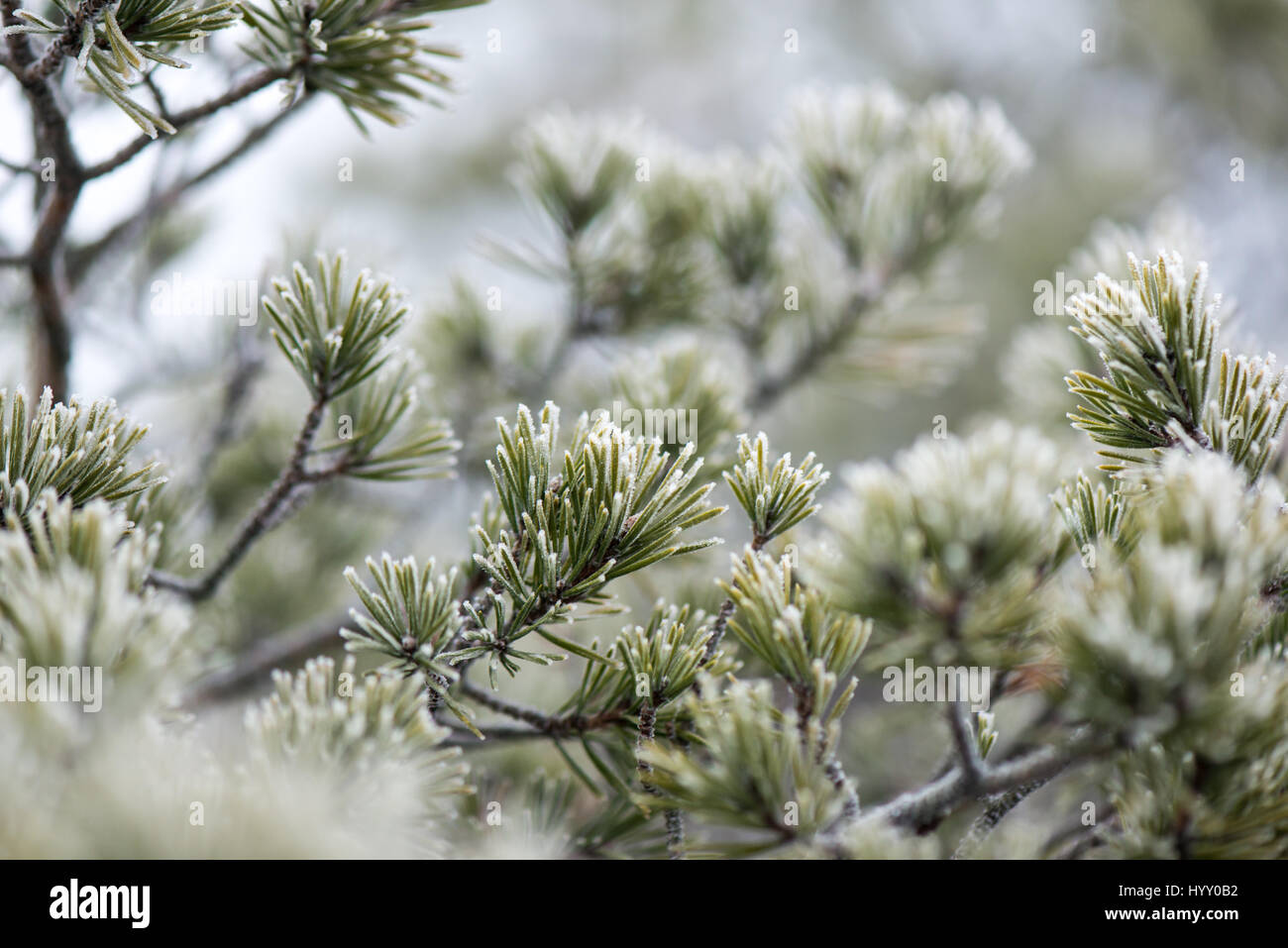 pine tree branch closeup with blur background in frosty winter morning ...