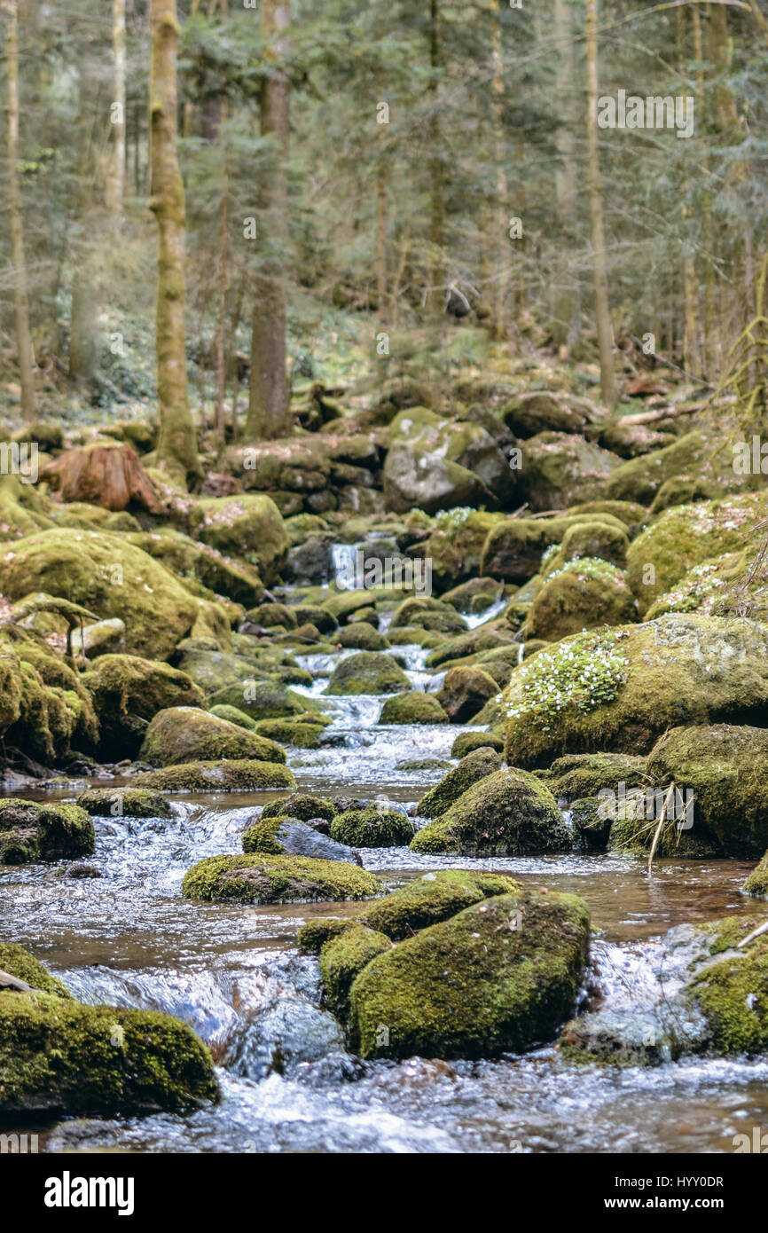 a stream in Germany's Blackforest,  with moss covered rocks and trees Stock Photo
