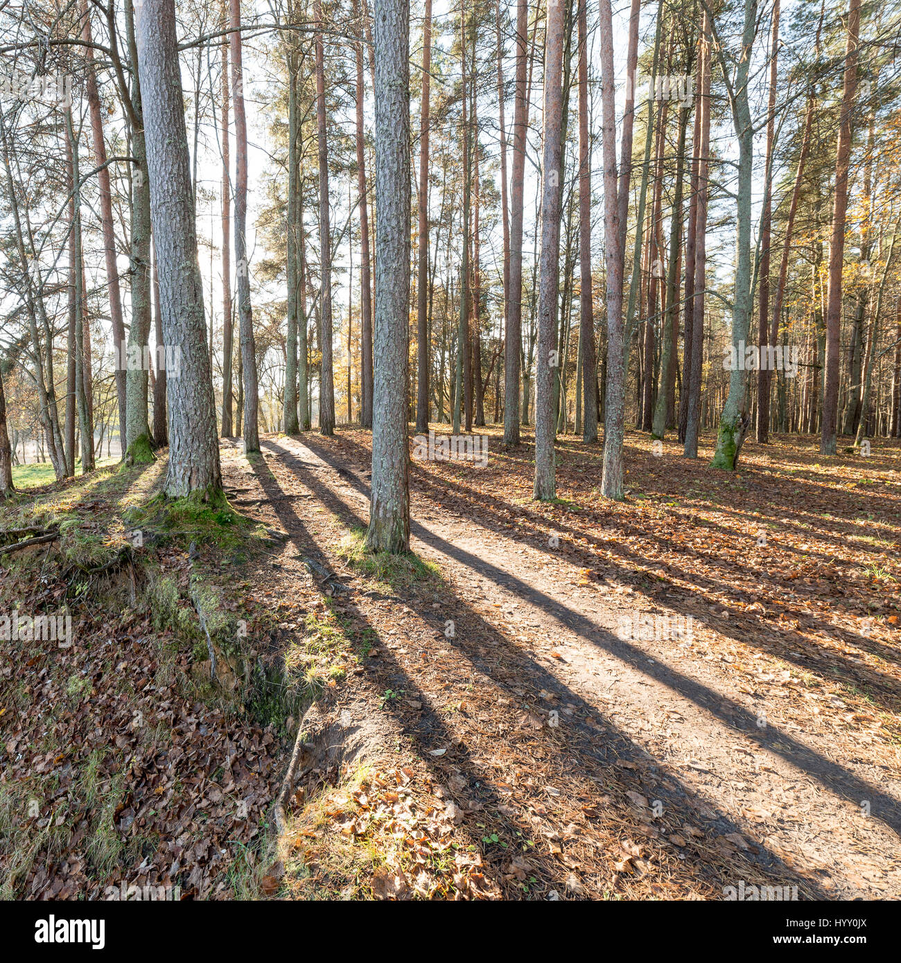 Fall Countryside Trail autumn colored tourism trail in the woods in the countryside Stock ...