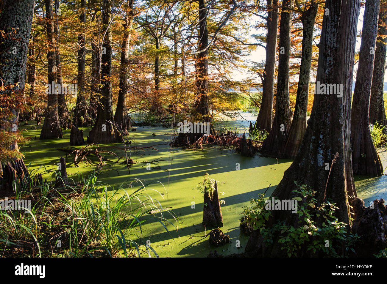 Bald Cypress Trees growing in a swamp in Arkansas, show signs of autumn. Stock Photo