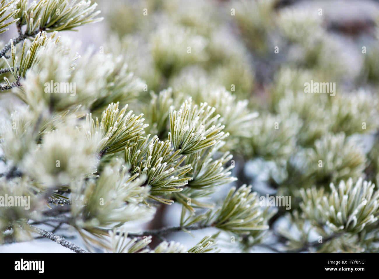 pine tree branch closeup with blur background in frosty winter morning ...