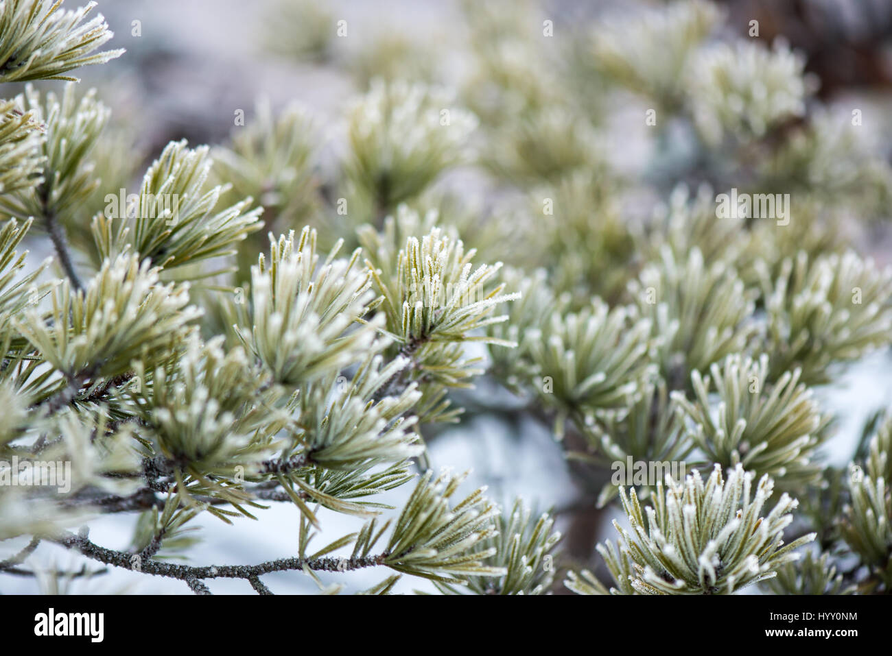 pine tree branch closeup with blur background in frosty winter morning ...