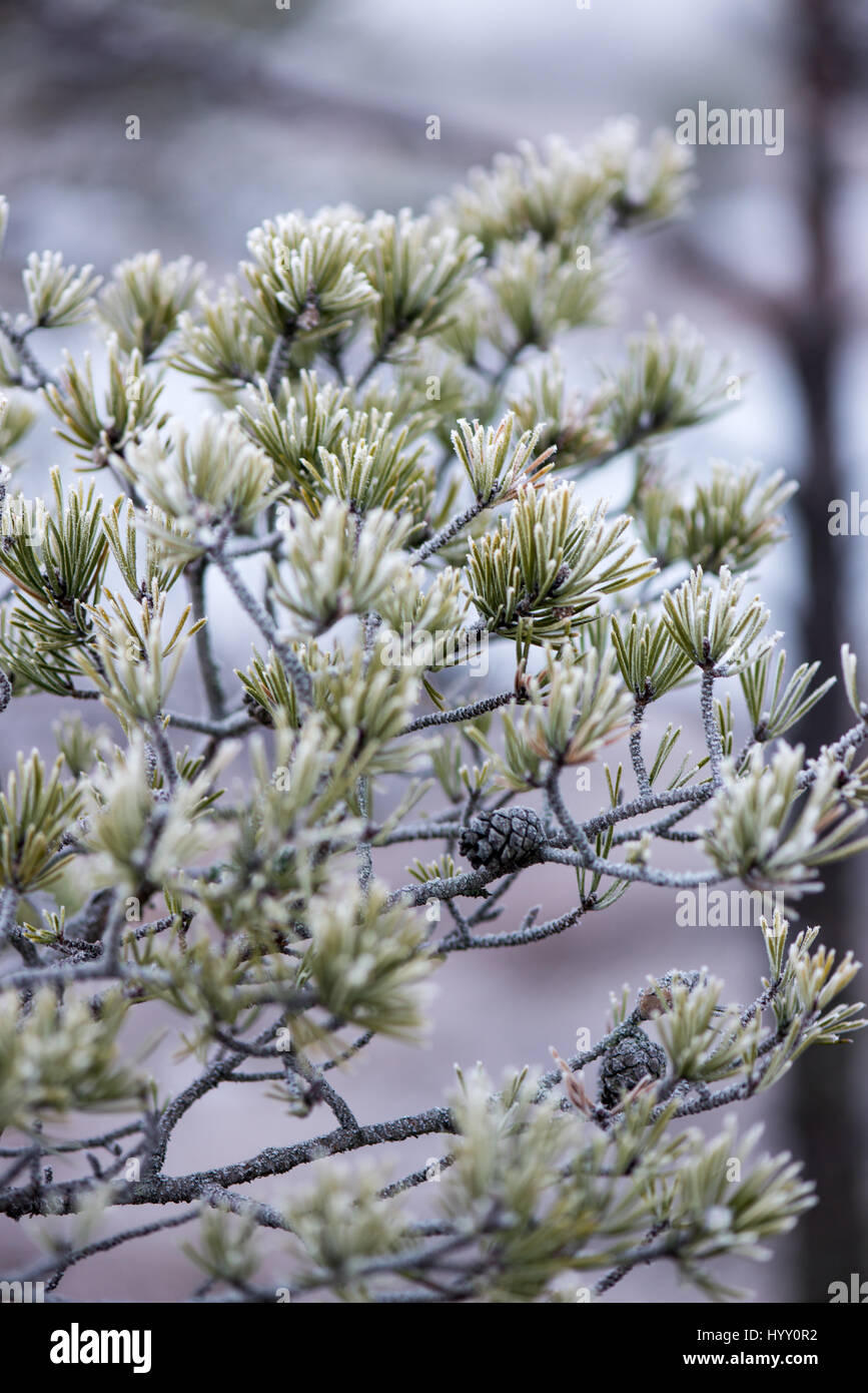 pine tree branch closeup with blur background in frosty winter morning ...