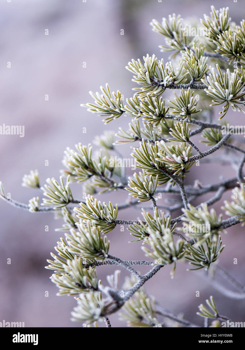pine tree branch closeup with blur background in frosty winter morning ...