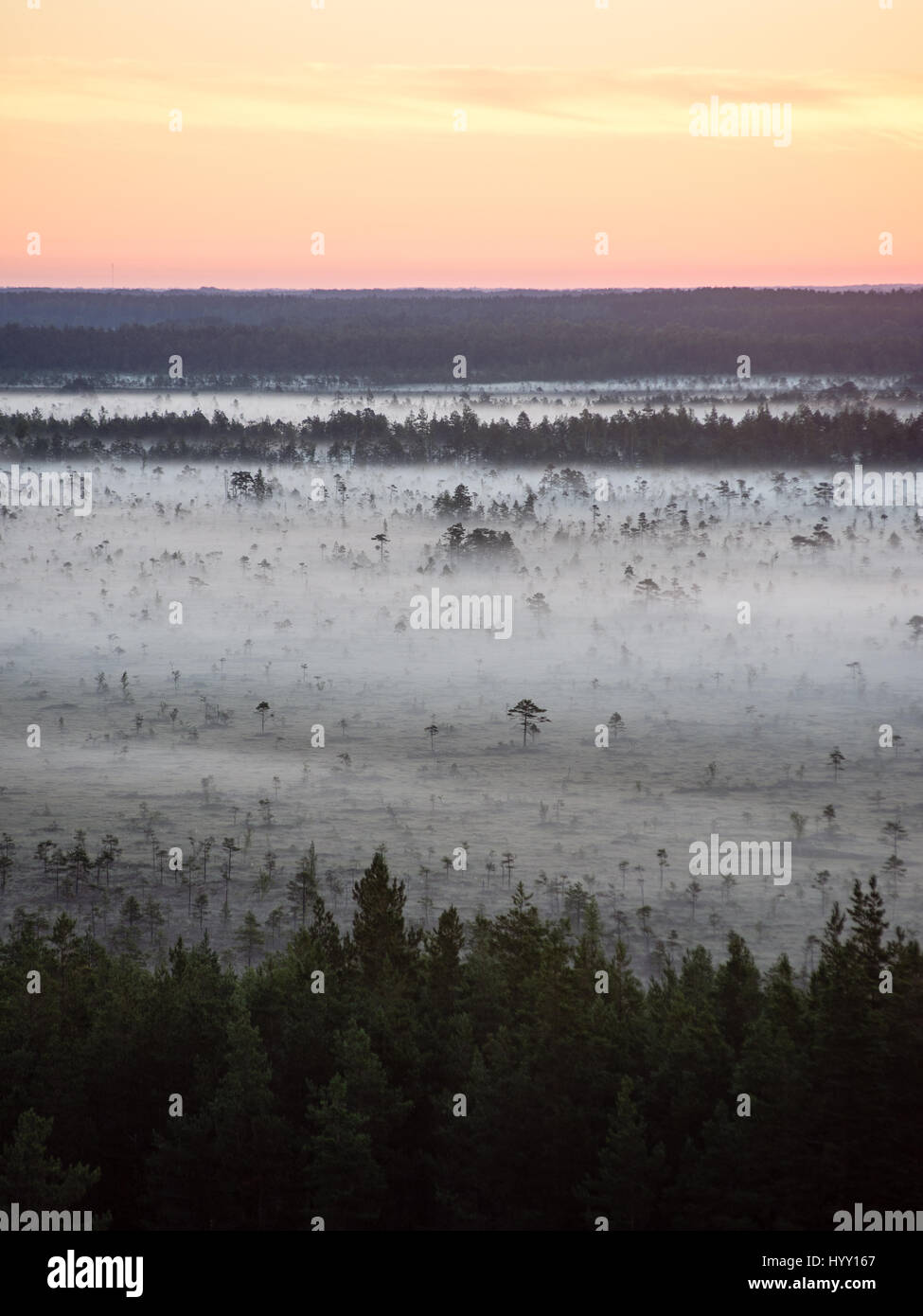 sunset over the forest in fog in summer Stock Photo - Alamy