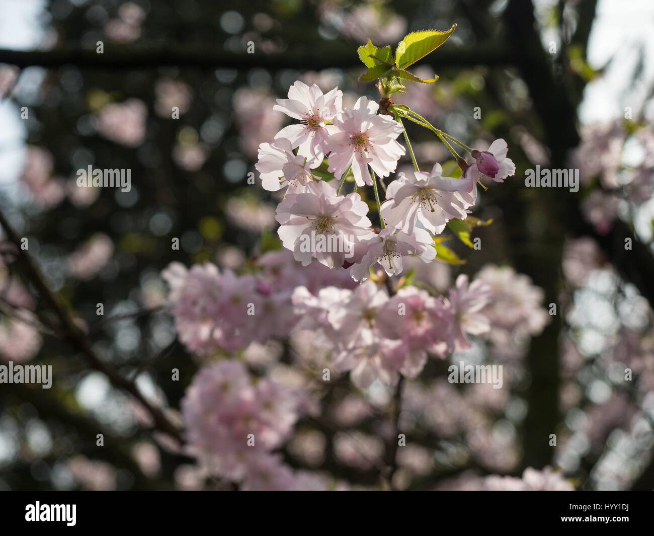 new pink cherry blossoms in springtime blurry background Stock Photo ...