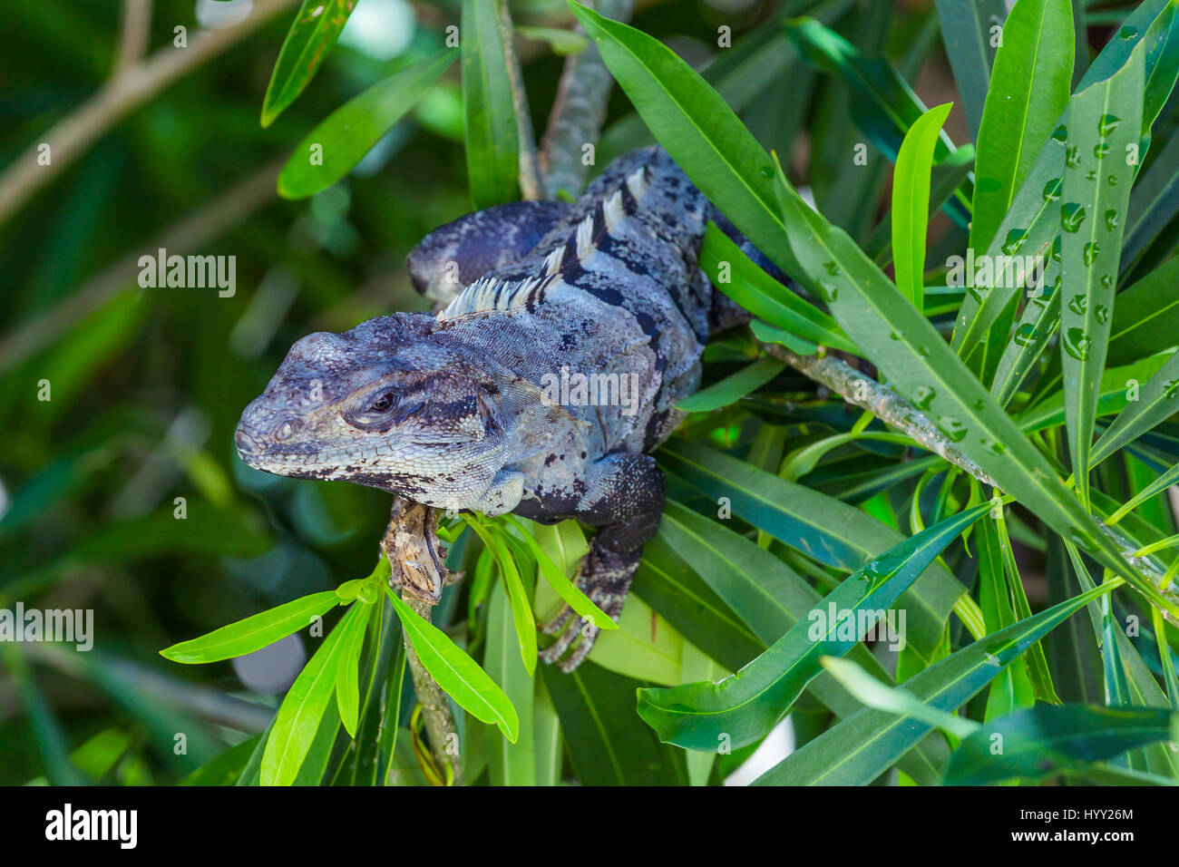 Iguana on the tree in wildlife. Cancun, Mexico Stock Photo