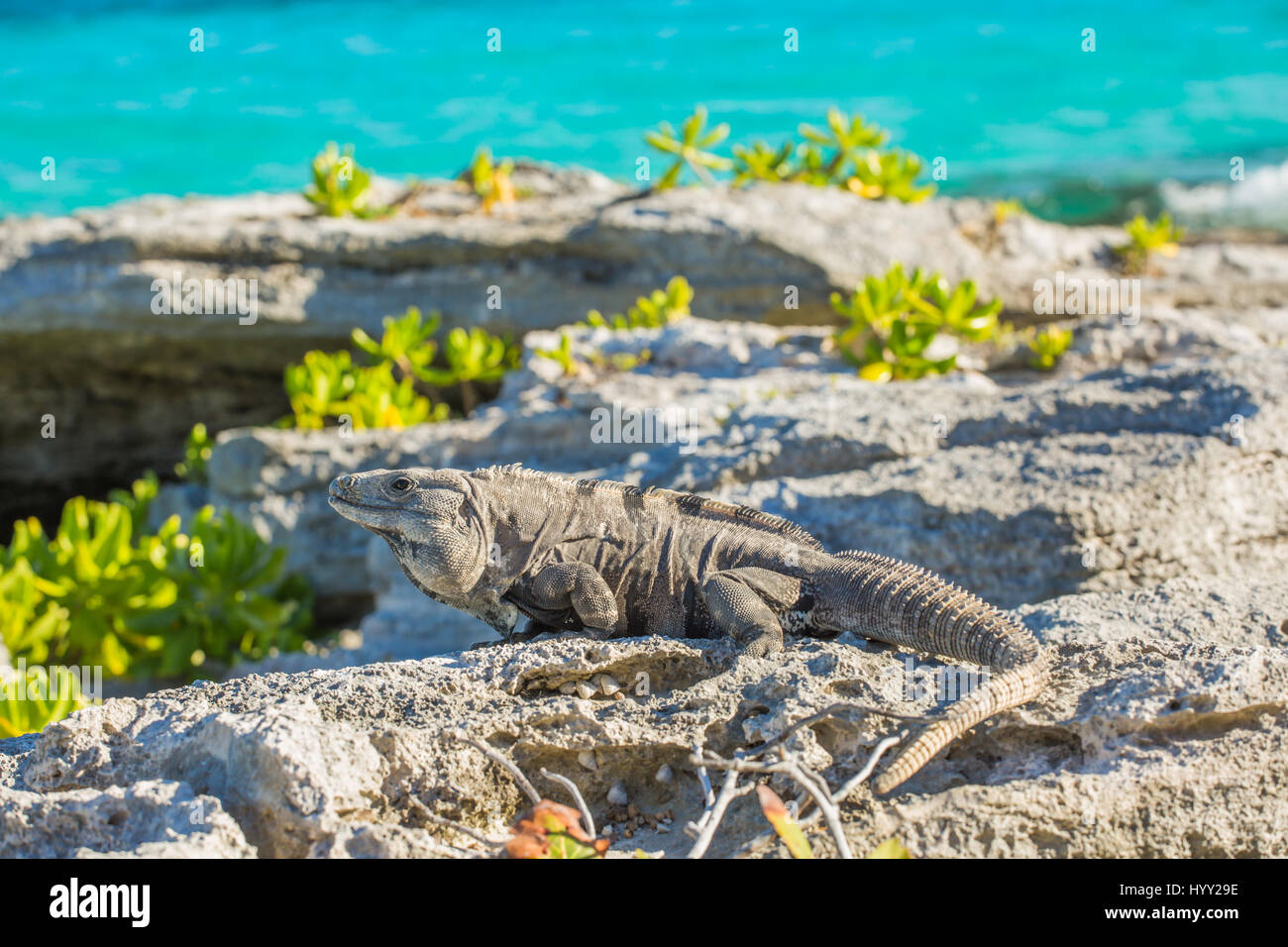 Island iguanas in wildlife. Cancun, Mexico beach Stock Photo