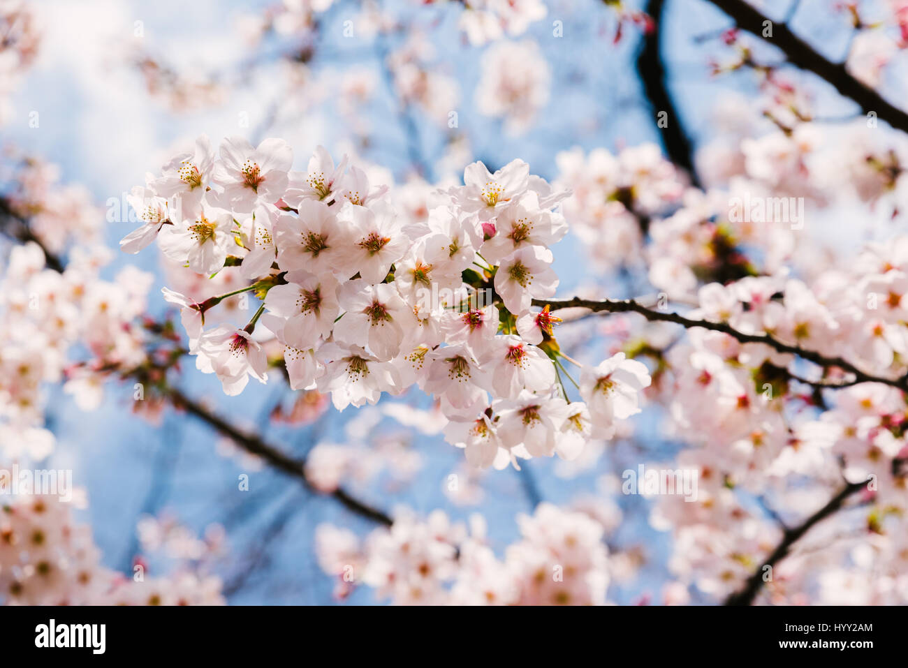 Japan Cherry Blossom Festival Stock Photos & Japan Cherry Blossom ...