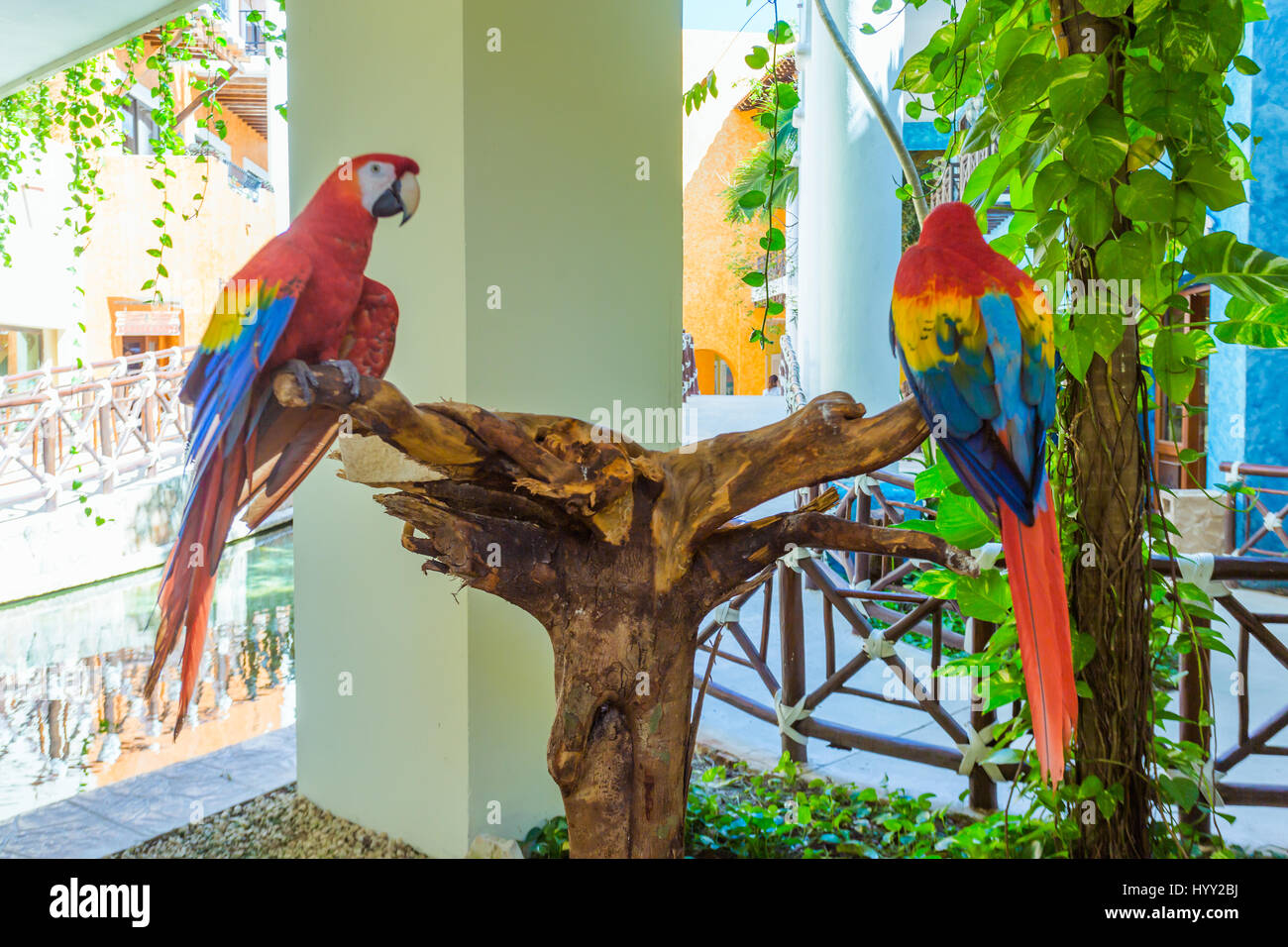 Two red macaw parrots on one branch Stock Photo