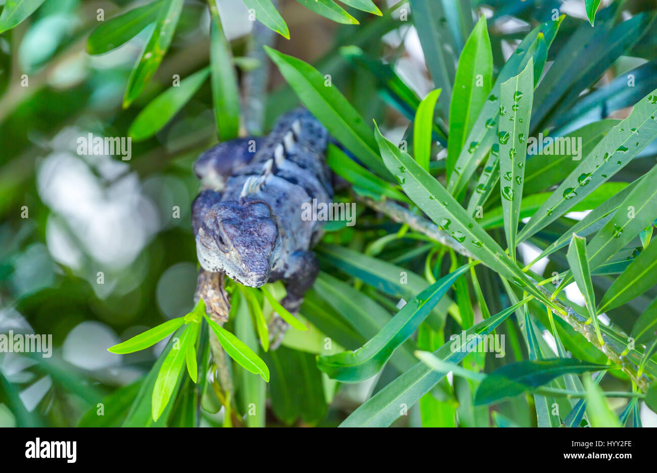 Island iguanas in wildlife. Cancun Mexico park Stock Photo