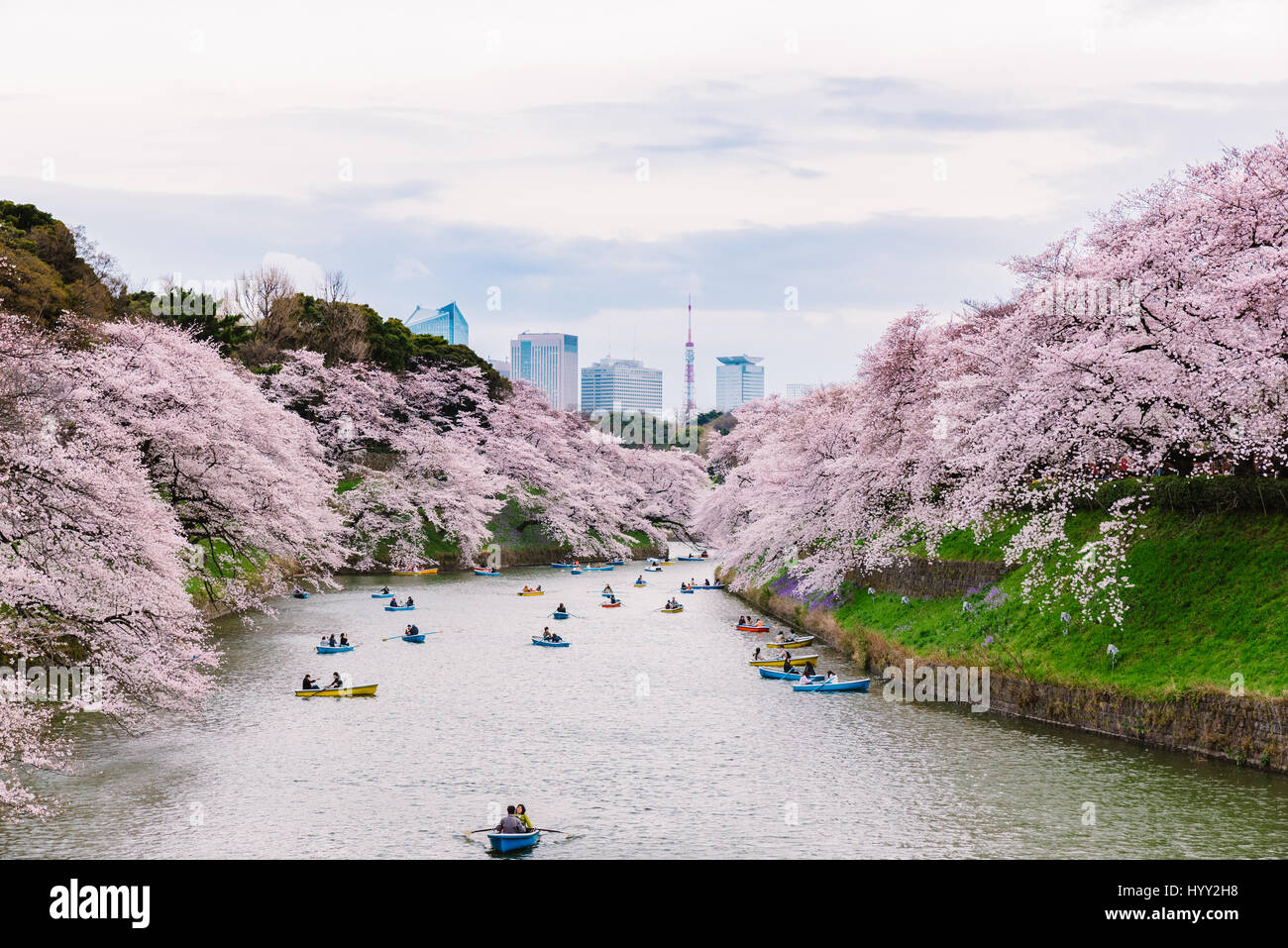 Sakura trees on the moats of Chidorigafuchi Stock Photo