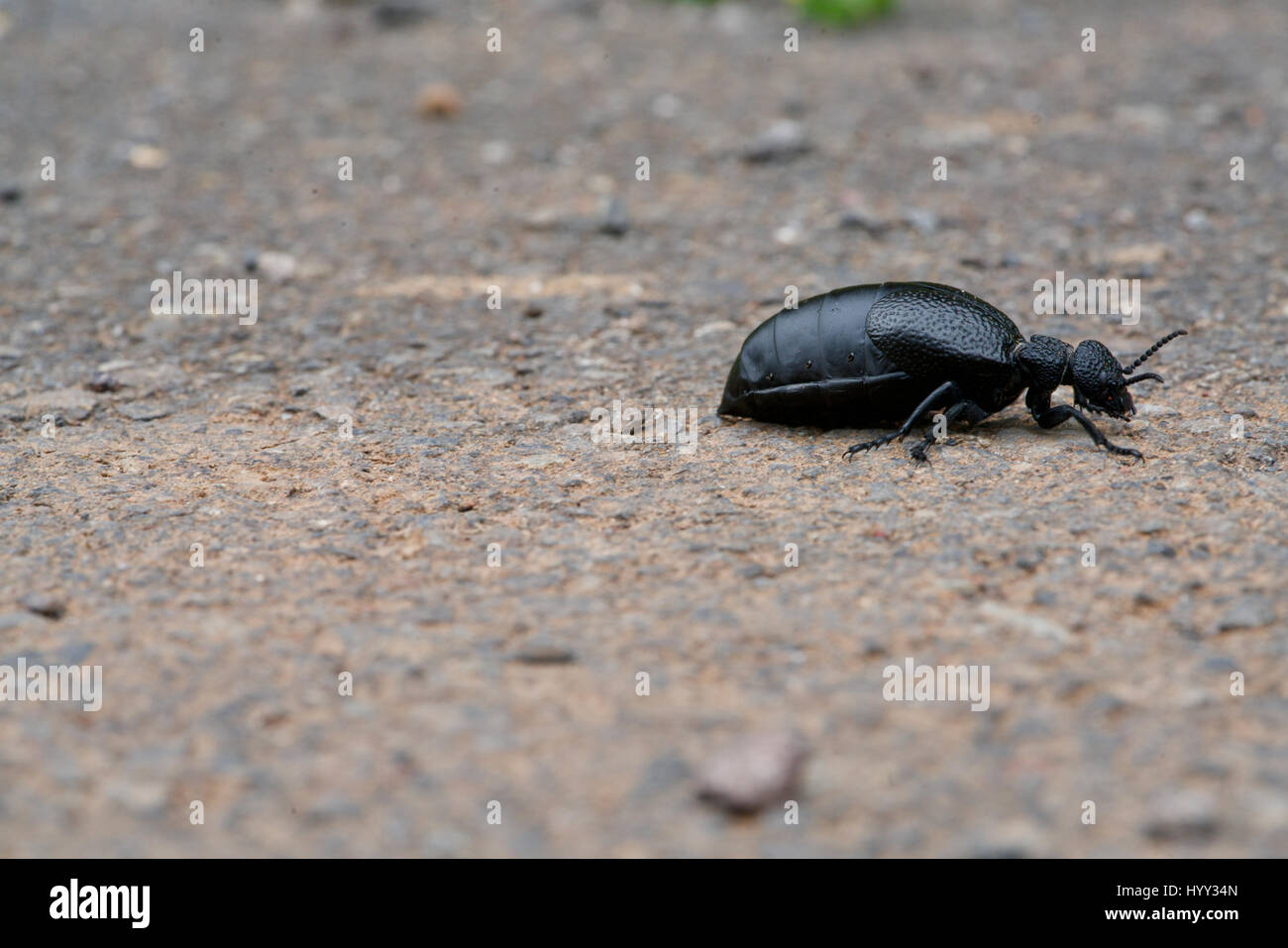 closeup of a scarab beetle Stock Photo