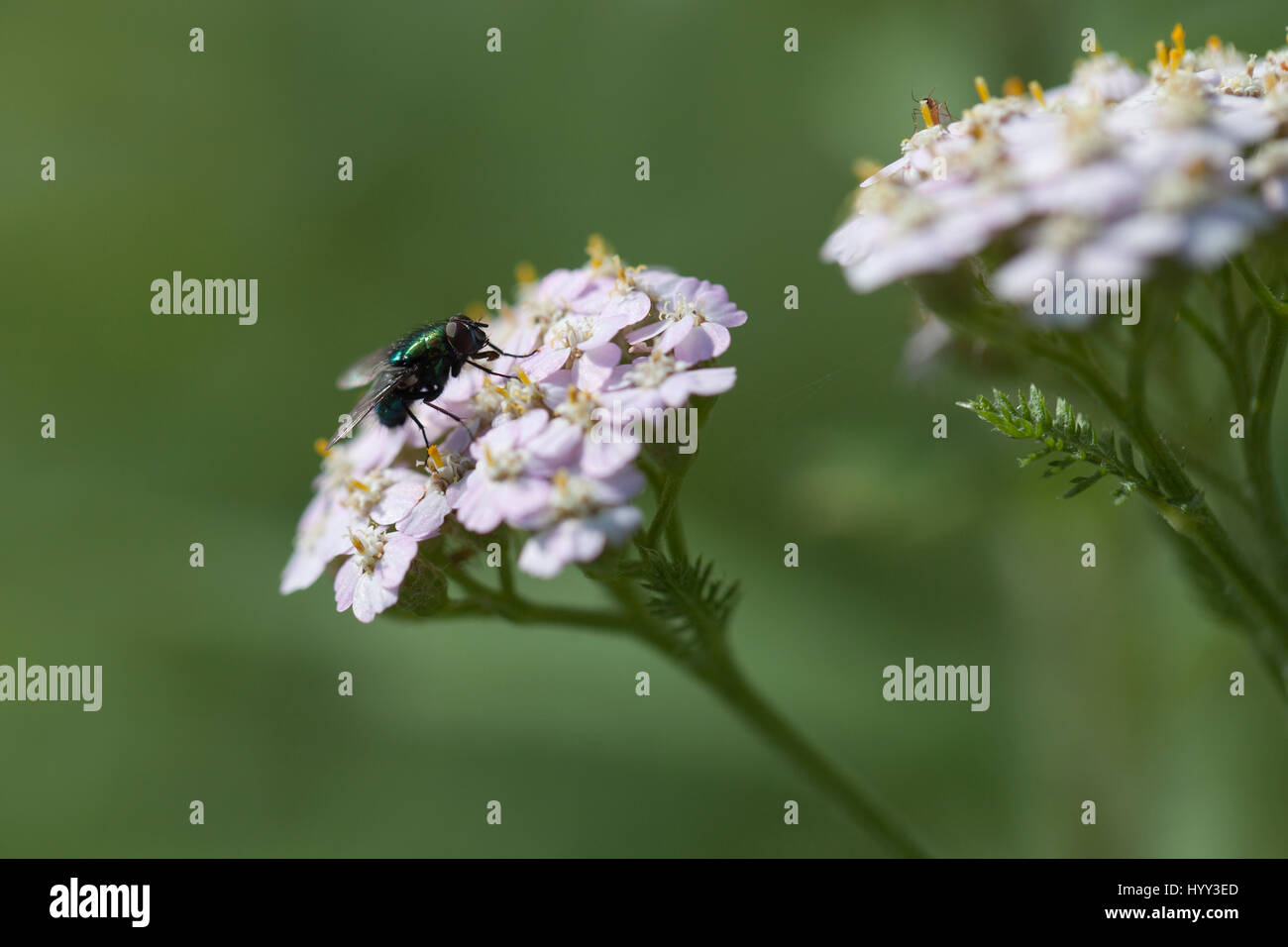 Green fly foraging in pink yarrow flowers isolated on a blurry green background Stock Photo