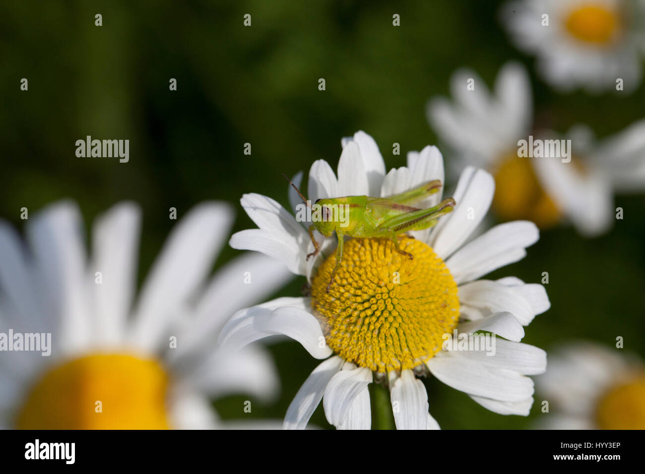 Neon Daisy High Resolution Stock Photography And Images Alamy