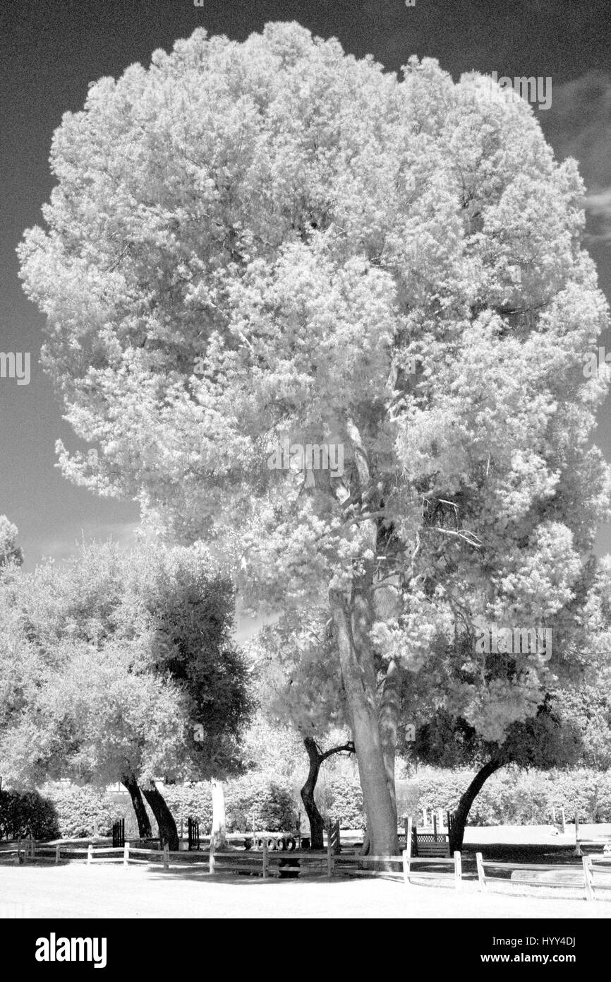 Surreal Landscape photgraphed in Infrared Stock Photo