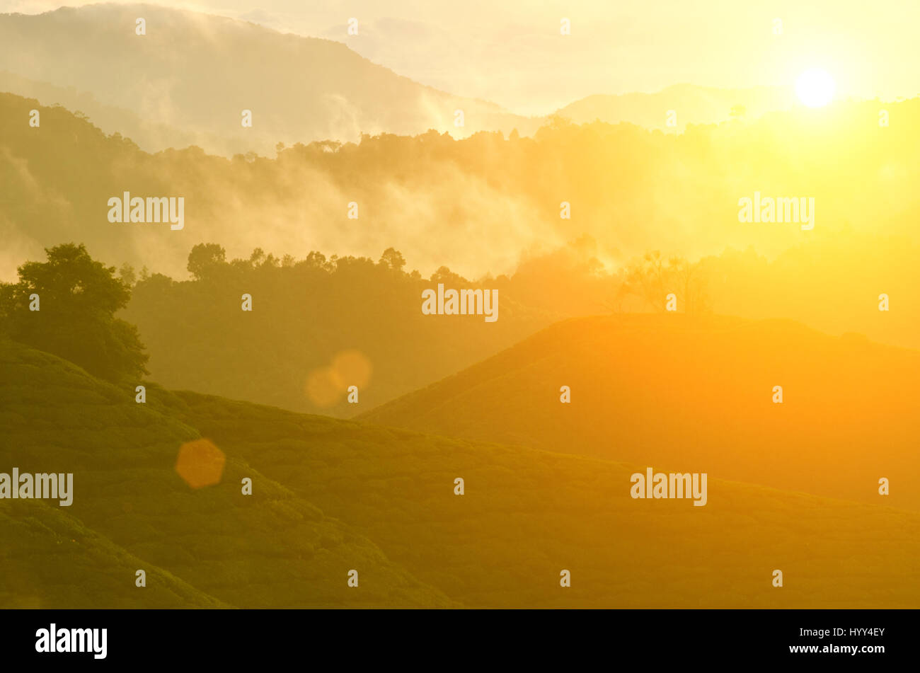 misty morning at cameron highlands , malaysia Stock Photo - Alamy