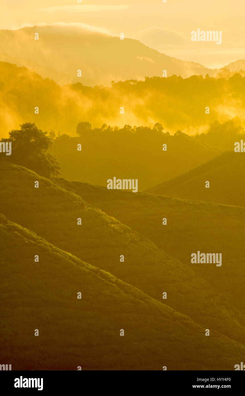 misty morning at cameron highlands , malaysia Stock Photo - Alamy