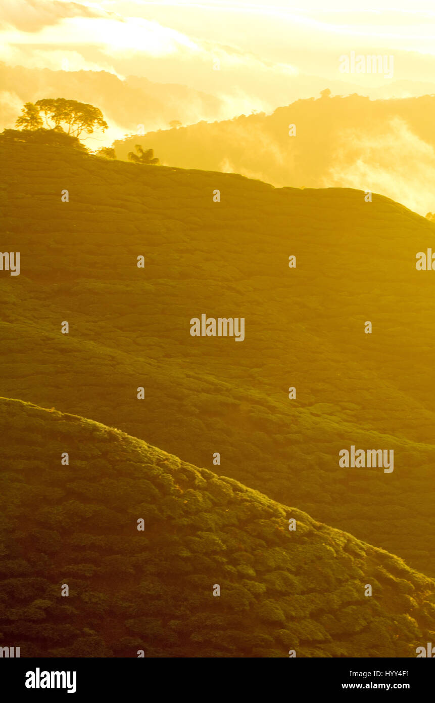 misty morning at cameron highlands , malaysia Stock Photo - Alamy