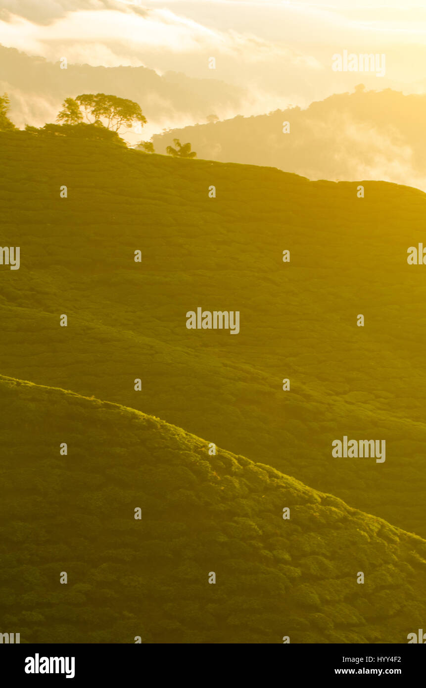 misty morning at cameron highlands , malaysia Stock Photo - Alamy