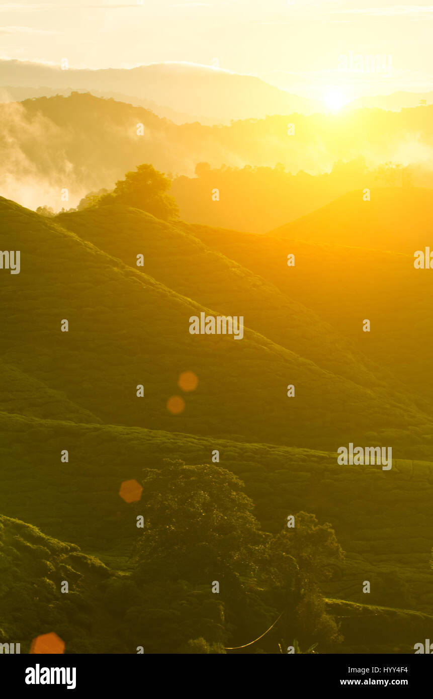 misty morning at cameron highlands , malaysia Stock Photo - Alamy